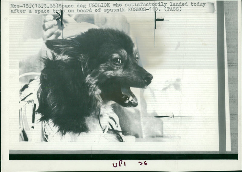 1966 SPACE DOG UGOLIOK WHO SATISFACTORILY LANDED TODAY AFTER TRIP BOA - Vintage Photograph