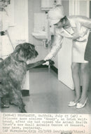 1969 TRANSLATED DAGBLADETS NEVER NECKING AFTER HEART DOG ANIMAL PRINCESS ENGLAND - Vintage Photograph