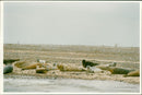 Blakeney National Nature Reserve - Seal Colony - Vintage Photograph