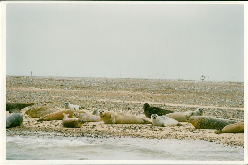 Blakeney National Nature Reserve - Seal Colony - Vintage Photograph