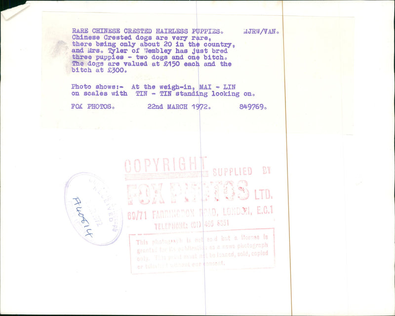 The Chinese crested dog - Vintage Photograph