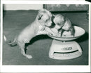 The Chinese crested dog - Vintage Photograph