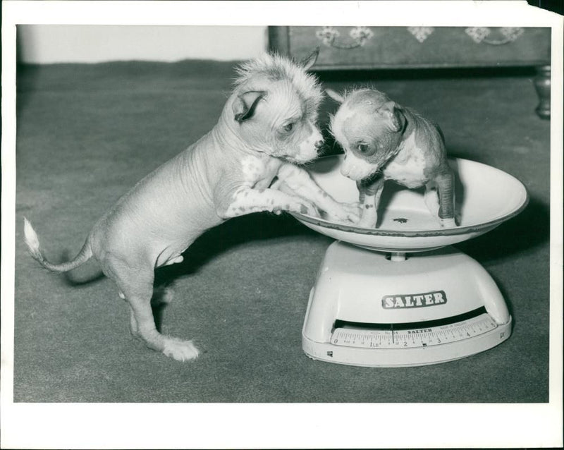 The Chinese crested dog - Vintage Photograph