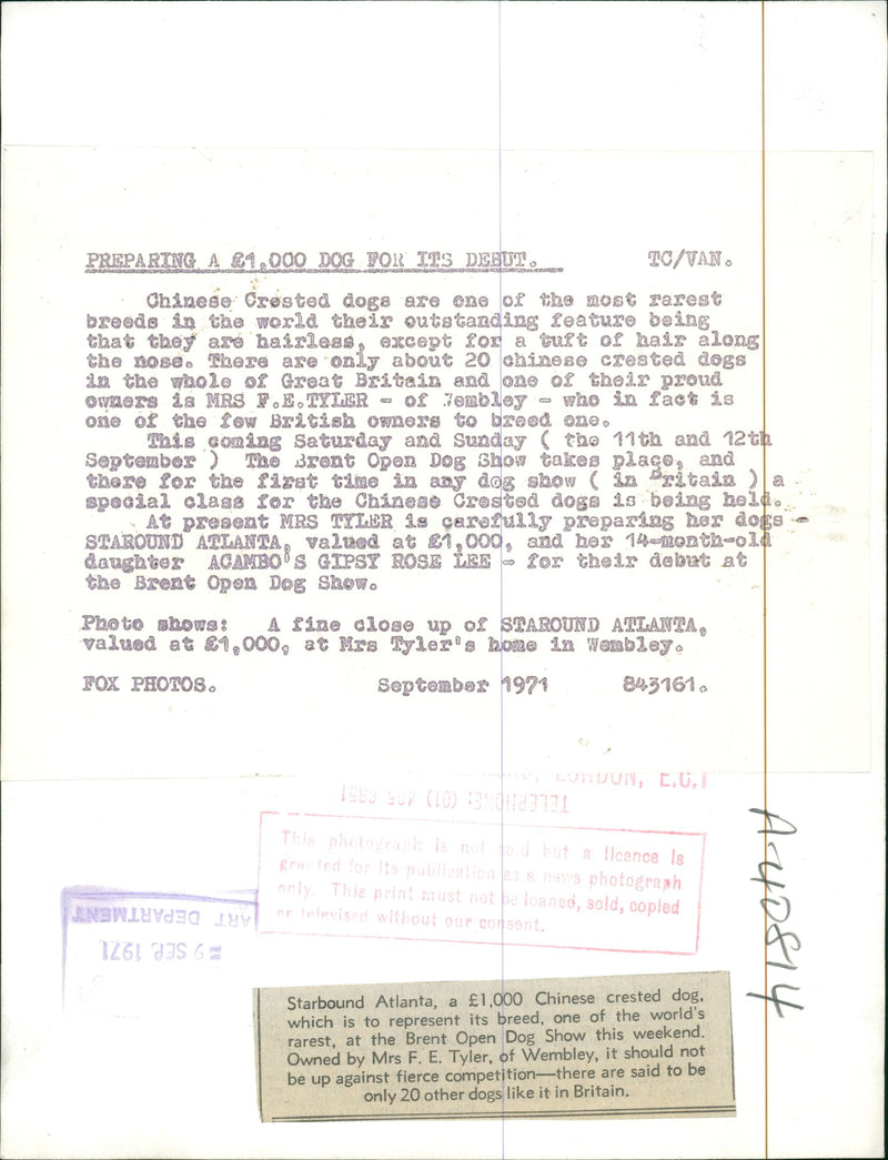 The Chinese crested dog - Vintage Photograph