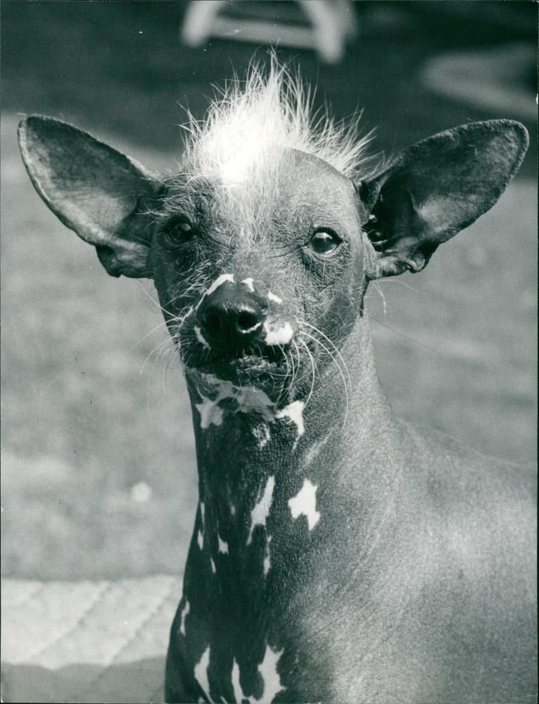 The Chinese crested dog - Vintage Photograph