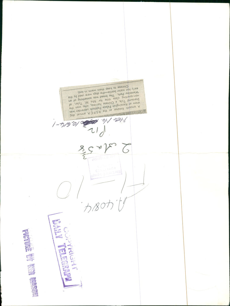 The Chinese crested dog - Vintage Photograph