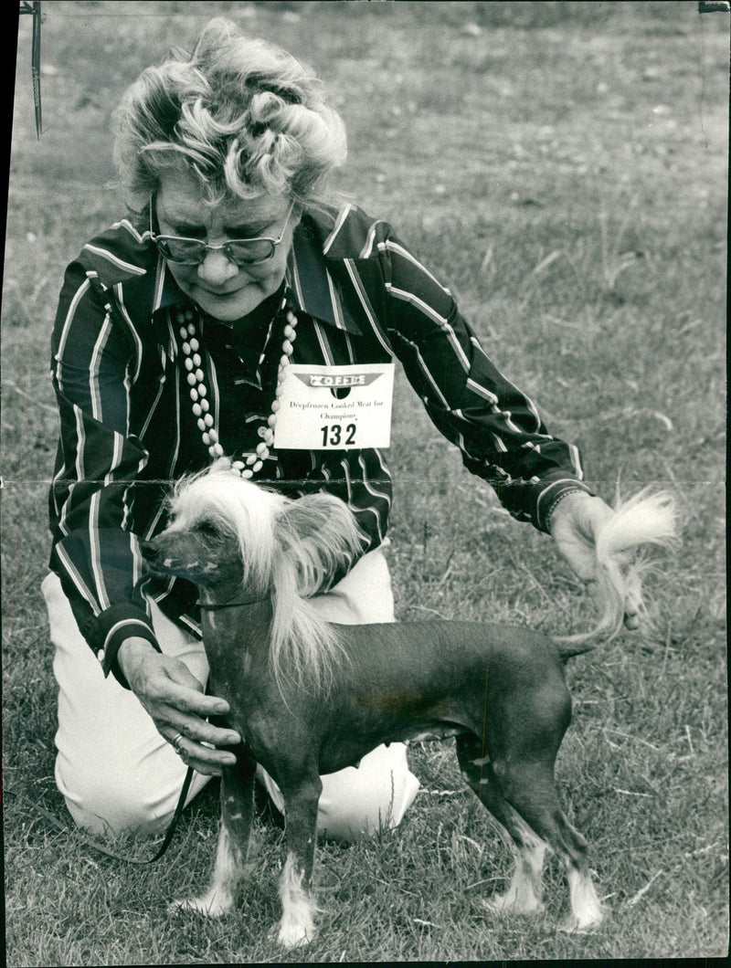 The Chinese crested dog - Vintage Photograph