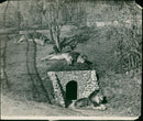 Lions at Whipsnade Zoo - Vintage Photograph