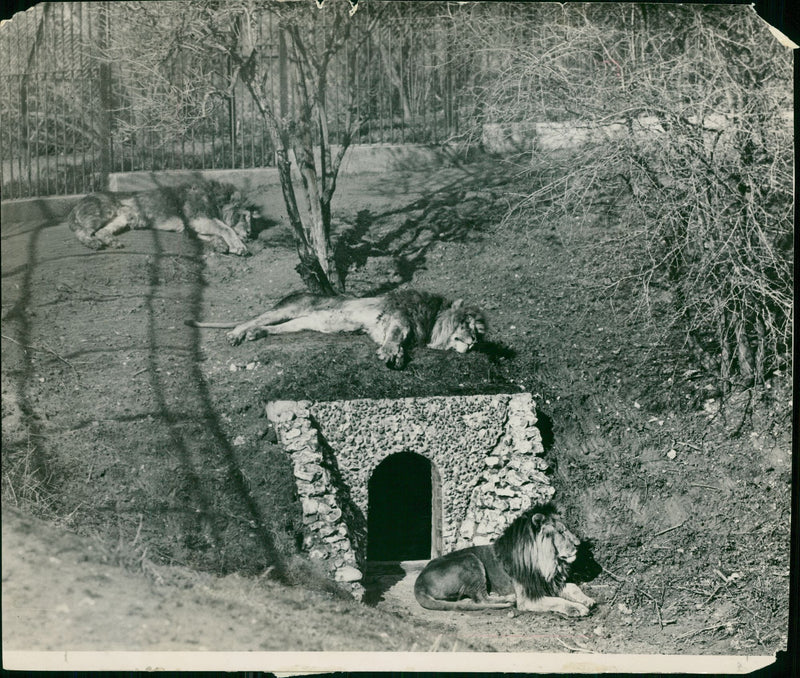 Lions at Whipsnade Zoo - Vintage Photograph