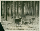 The timber wolves at Whipsnade Zoo - Vintage Photograph