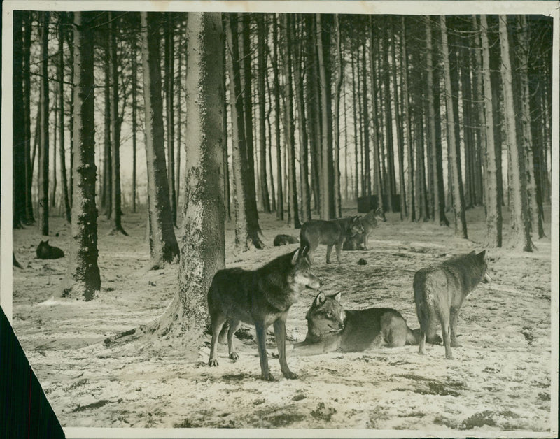 The timber wolves at Whipsnade Zoo - Vintage Photograph