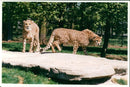 Cheetah Cub Masai and Maisha at Whipsnade Zoo - Vintage Photograph