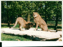 Cheetah Cub Masai and Maisha at Whipsnade Zoo - Vintage Photograph