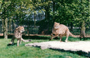 Cheetah Cub Masai and Maisha at Whipsnade Zoo - Vintage Photograph