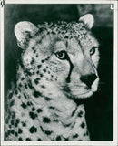 "Cheetah" by E. Kirkland, and "The large blue Butterfly. - Vintage Photograph