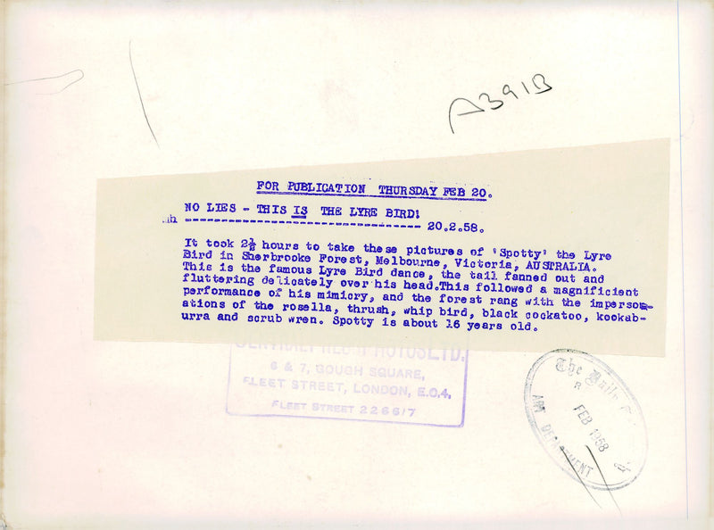 The Lyre Bird - Vintage Photograph