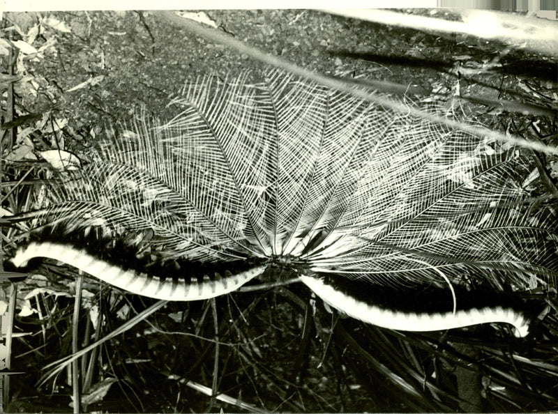 The Lyre Bird - Vintage Photograph