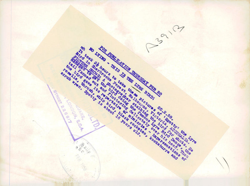 The Lyre Bird - Vintage Photograph