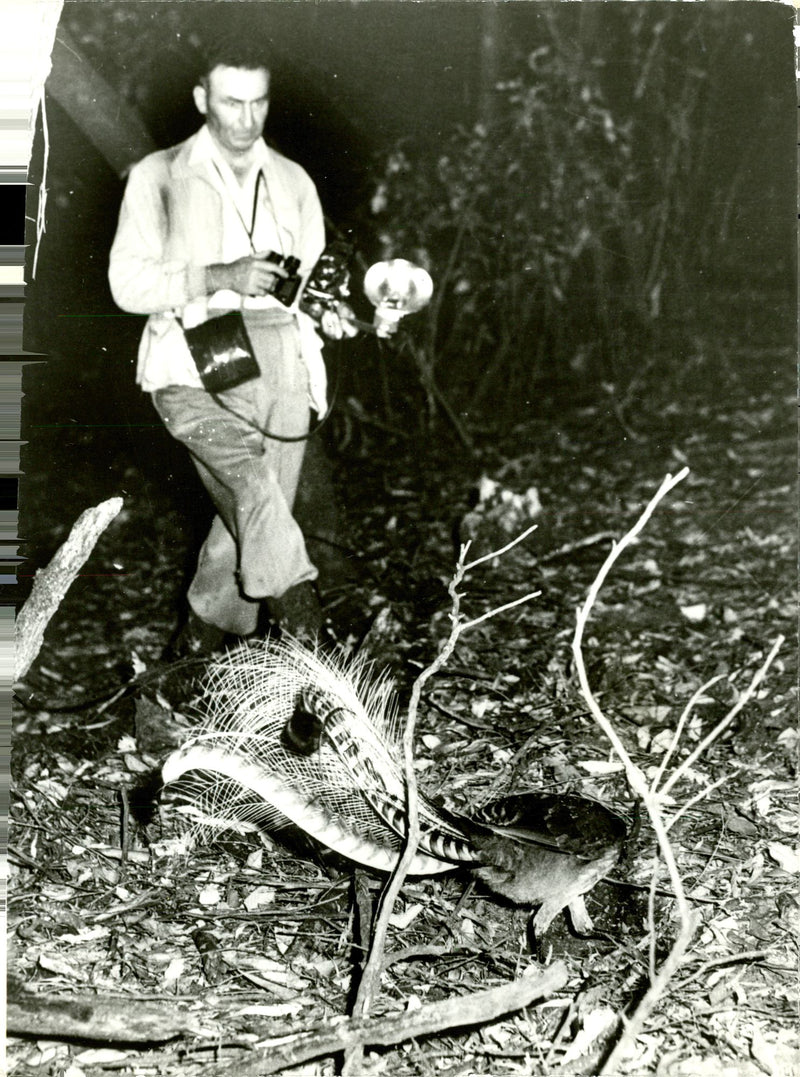 The Lyre Bird - Vintage Photograph