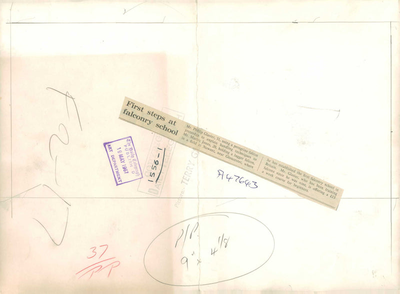 Bird: Falcon - Vintage Photograph