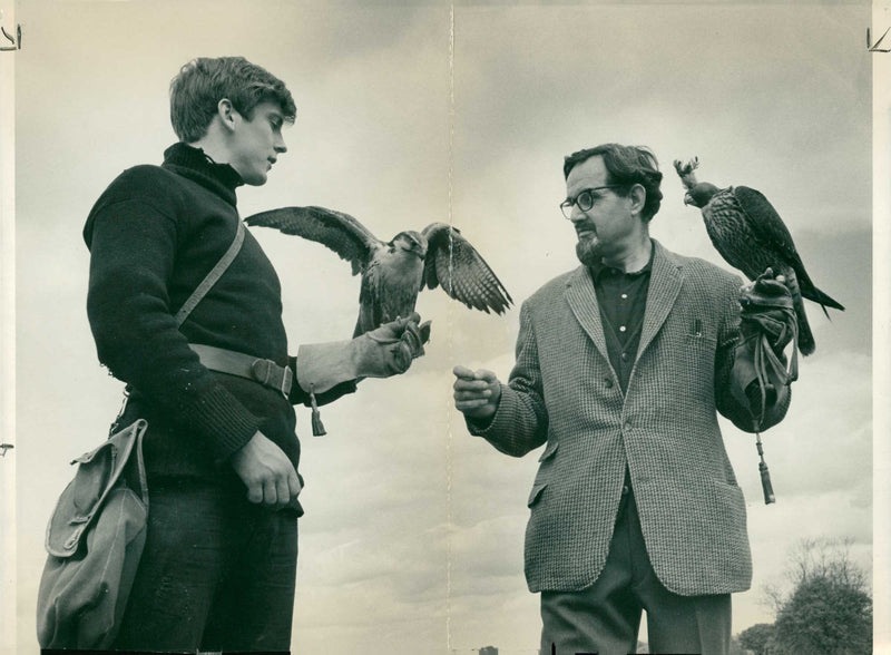 Bird: Falcon - Vintage Photograph