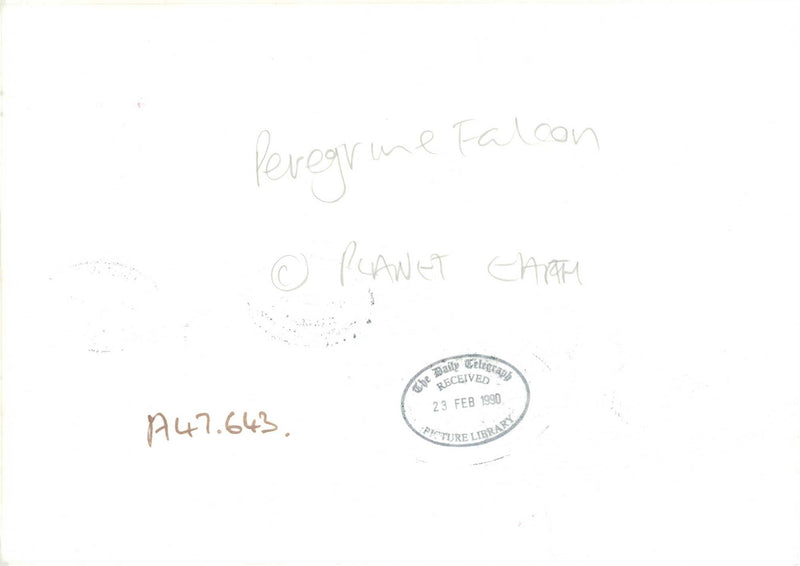 Bird: Peregrine Falcon - Vintage Photograph