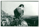 Bird: Peregrine Falcon - Vintage Photograph