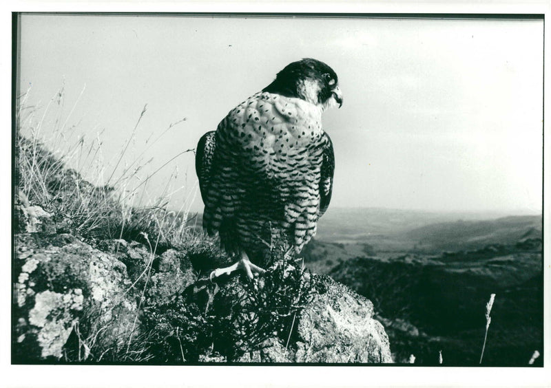 Bird: Peregrine Falcon - Vintage Photograph