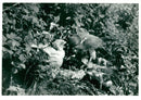 Bird: Falcon - Vintage Photograph