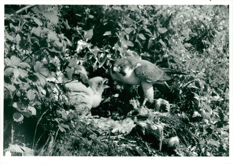 Bird: Falcon - Vintage Photograph