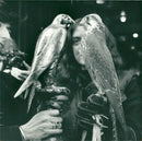 Bird: Falcon - Vintage Photograph