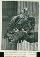 Bird: Falcon - Vintage Photograph