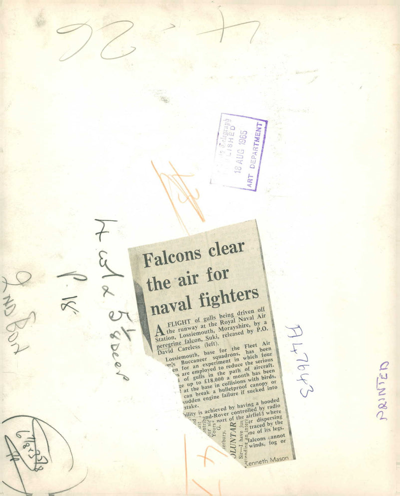 Bird: Falcon - Vintage Photograph