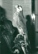 Bird: Falcon - Vintage Photograph