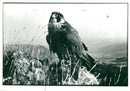 Falcon Bird. - Vintage Photograph