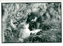 Peregrine Falcon with young at eyrie. - Vintage Photograph