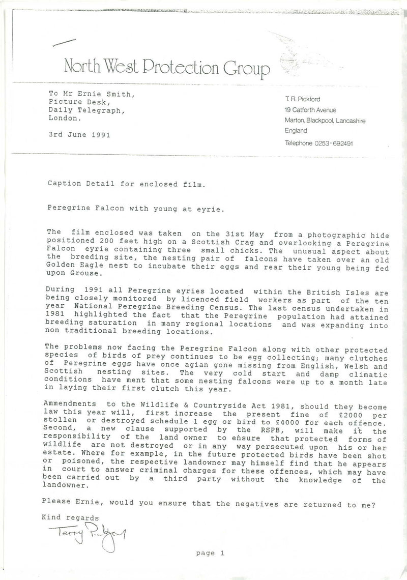 Peregrine Falcon with young at eyrie. - Vintage Photograph