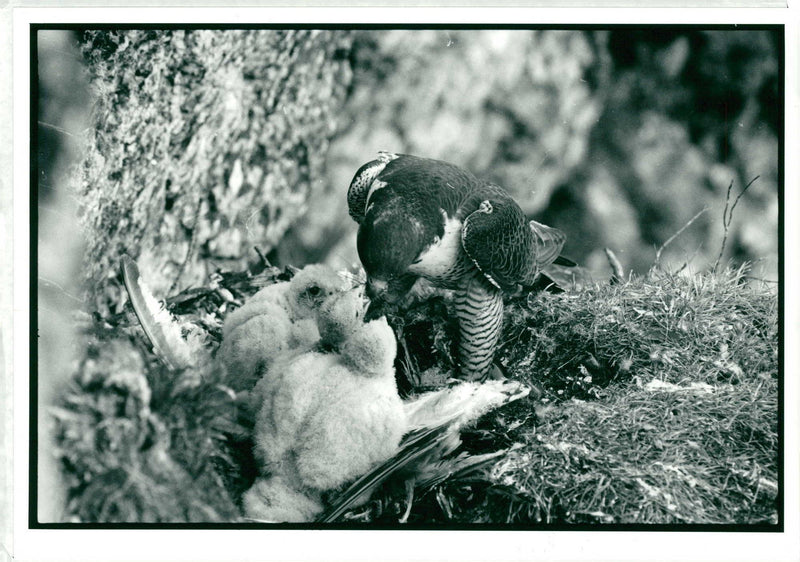 Peregrine Falcon with young at eyrie. - Vintage Photograph