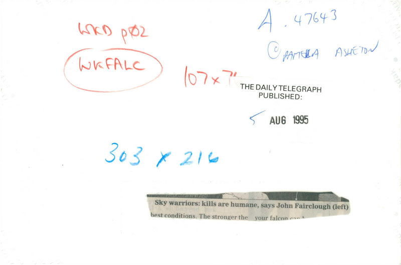 Falcon Bird. - Vintage Photograph