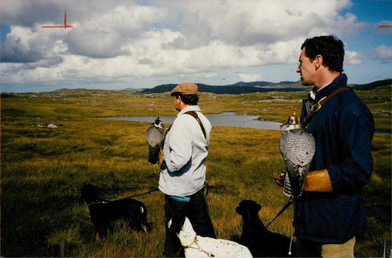 Falcon Bird. - Vintage Photograph