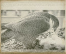 Falcon Bird. - Vintage Photograph
