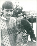 Falcon Bird. - Vintage Photograph