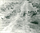 Australia - Vintage Photograph