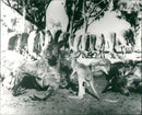 Australia - Vintage Photograph