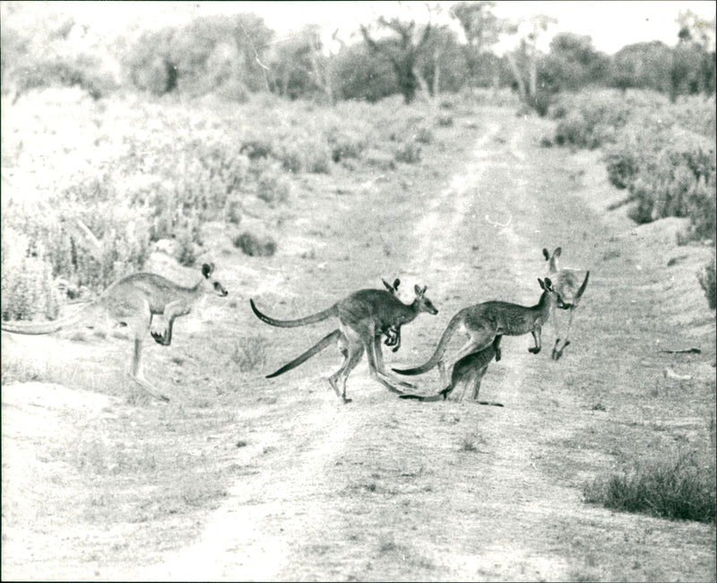 Australia - Vintage Photograph