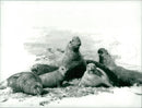 Elephant Seal painting by David Shepherd - Vintage Photograph