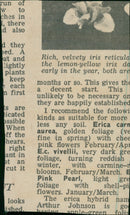 Jane Fyffe Musical artist. - Vintage Photograph