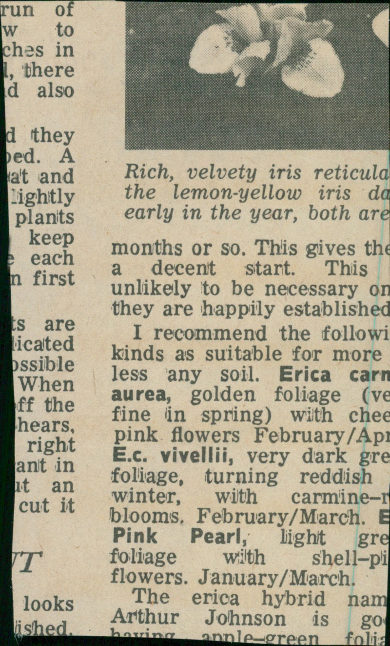 Jane Fyffe Musical artist. - Vintage Photograph