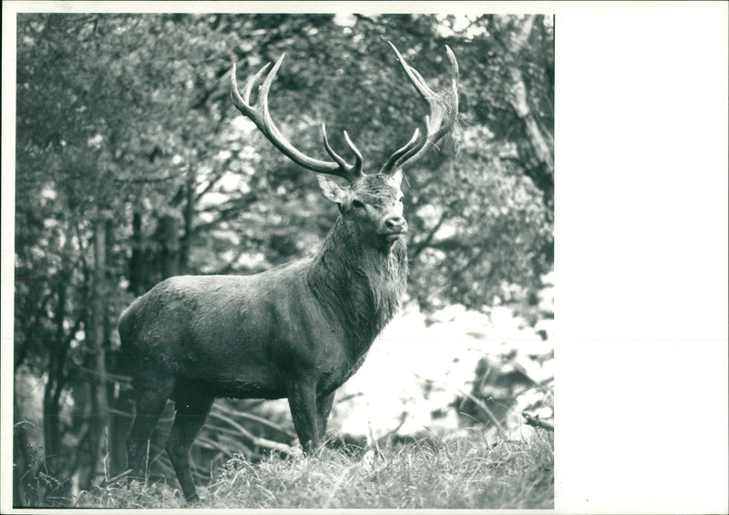 Deer Animal - Vintage Photograph