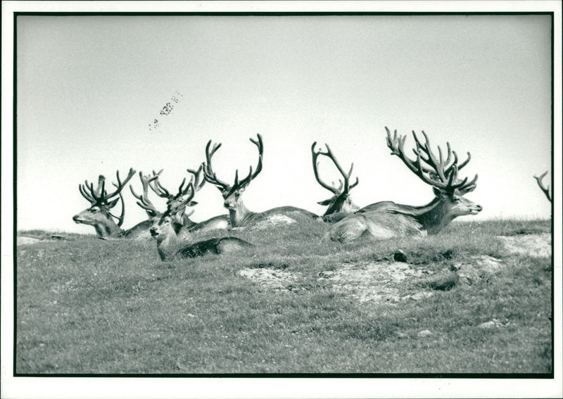 Deer Animal - Vintage Photograph